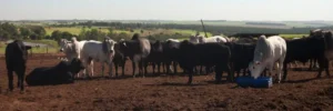 Planejamento e gestão garantem eficiência em fazendas de pecuária de corte